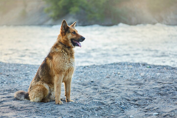 A German Shepherd dog with a collar. Pets are human helpers in guarding the house and grazing sheep.