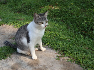 cat on the grass