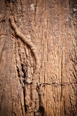 Texture old wood background.