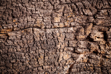 Texture old wood background.