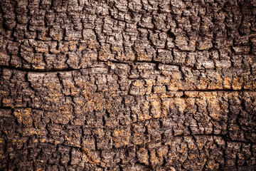 Texture old wood background.