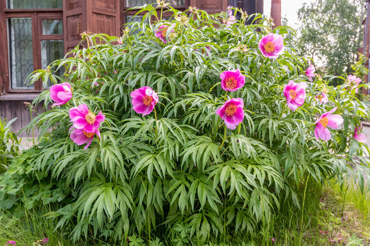 A large bush of evasive peony (lat. Paeonia anomala) with blooming pink flowers against the background of a wooden house