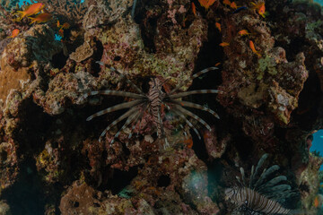 Fish swim in the Red Sea, colorful fish, Eilat Israel
