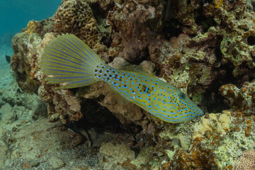 Obraz premium Fish swim in the Red Sea, colorful fish, Eilat Israel 