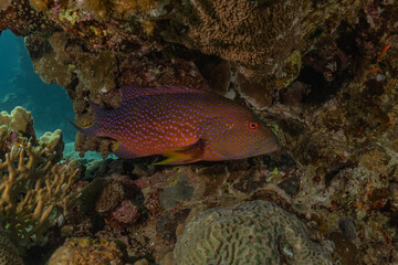 Fish swim in the Red Sea, colorful fish, Eilat Israel
