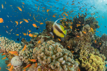 Fish swim in the Red Sea, colorful fish, Eilat Israel
