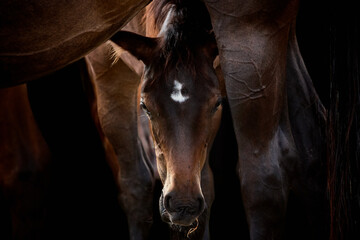 Close-up of a brown foal looking at camera through the legs of mare. Animal mother and baby horse...