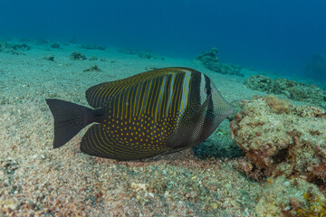Fototapeta premium Fish swim in the Red Sea, colorful fish, Eilat Israel 