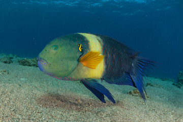 Fish swim in the Red Sea, colorful fish, Eilat Israel
