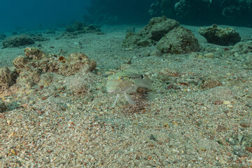 Fish swim in the Red Sea, colorful fish, Eilat Israel
