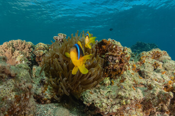 Fish swim in the Red Sea, colorful fish, Eilat Israel
