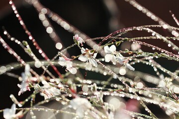 White flower details with water drops