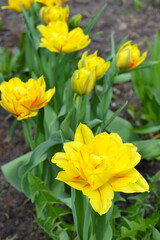 Lush flowering of yellow tulips with red stripes on the unfocused natural background of the earth. Selective focus