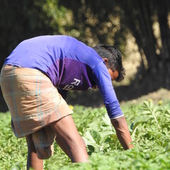 person in the field