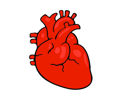 Illustration of a Human Heart isolated on a white background 
Vector drawing, EPS 10.