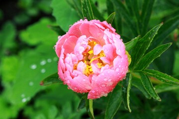 Pink peony blossom