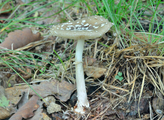 Poisonous mushroom fly-agaric (Amanita citrina)