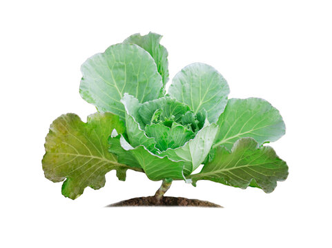 Green cabbage isolated on white background with clipping paths for graphic design.