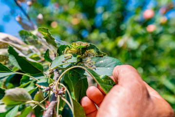 Pest caterpillars on the leaves of a young tree