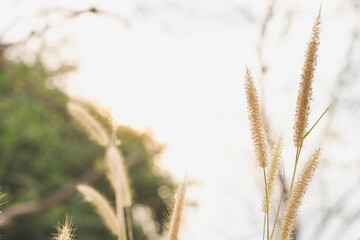 Fototapeta premium Close-up of Pennisetum with beautiful evening sun.