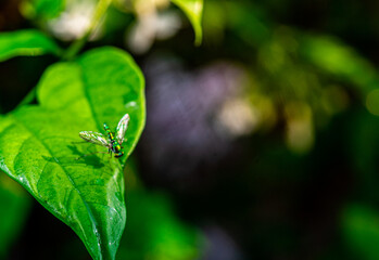 Insects on leaves in natural evergreen forest