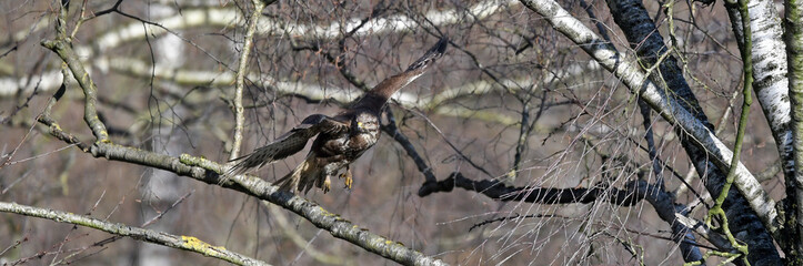 flying Common buzzard // fliegender Mäusebussard (Buteo buteo)
