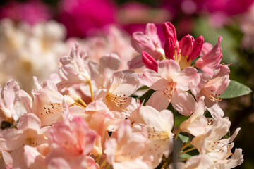 różowy rhododendron	 - obrazy, fototapety, plakaty