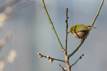 メジロと白梅のコンビネーション。名付けてウメジロー