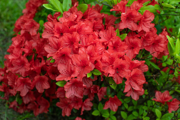 czerwony rhododendron	