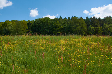 Sommerwiese