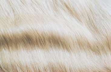 Beautiful abstract close-up beige fur texture background