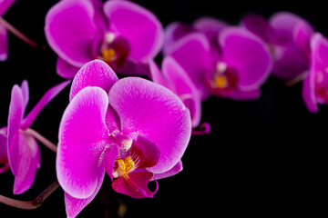 Fototapeta na wymiar Purple bouquet of phalaenopsis orchid flowers on black background