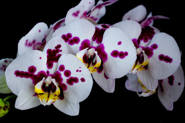 White with purple flecks bouquet of phalaenopsis orchid flowers on a black background