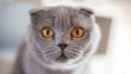 A large portrait of a British shorthair cat looking into the camera. Copy space