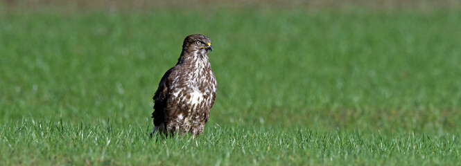 Common buzzard // Mäusebussard (Buteo buteo)