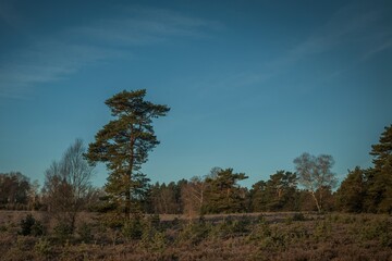 Obraz premium Lüneburger Heide