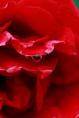 Water drops on red rose detail