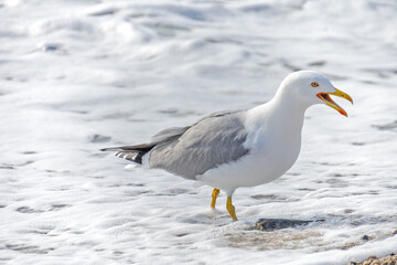 seagull on the edge of a beach close-up