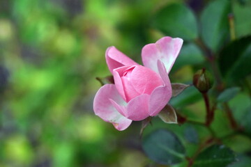 Blüte einer rosa Buschrose