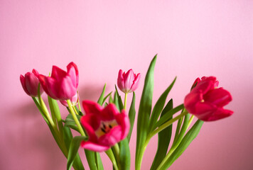 Pinke Tulpen vom farbigen Hintergrund