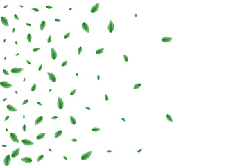 Green Sheet Background White Vector. Vegetation Eucalyptus Texture. Refreshing Illustration. Light Green Elegant Card. Leaf Symbol.