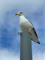 Seagull is watching you