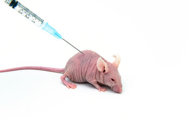 Researcher injects small compound into immunodeficient nude mouse 