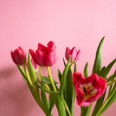 Pinke Tulpen vom farbigen Hintergrund