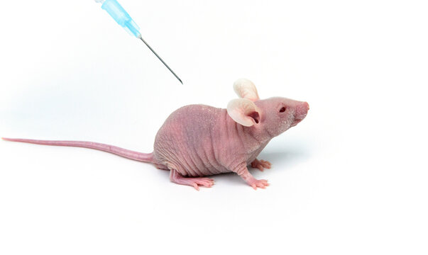Xenograft model for studying tumor growth. A scientist inoculates cancer cells into immunodeficient nude mouse in laboratory 