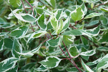 green bushes in the garden, beautiful leaves on the branches
