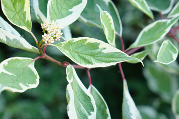 Obraz premium green bushes in the garden, beautiful leaves on the branches