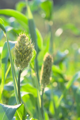 Sorghum panicle unriped in the farm field. It is also known as Jowar, great millet and which is a...