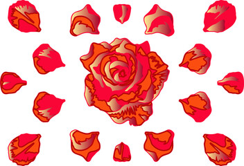 Vector composition of a rose flower with gold and red petals on a transparent background.