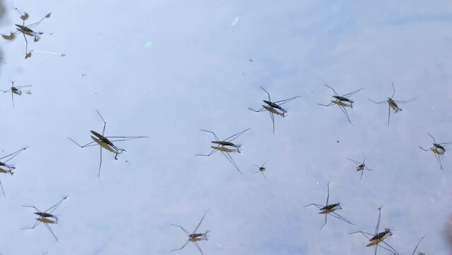 Gerris lacustris commonly known as the common pond skater or water strider